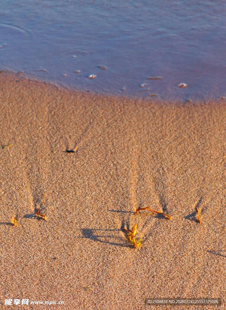沙滩上的小海龟奋力爬行