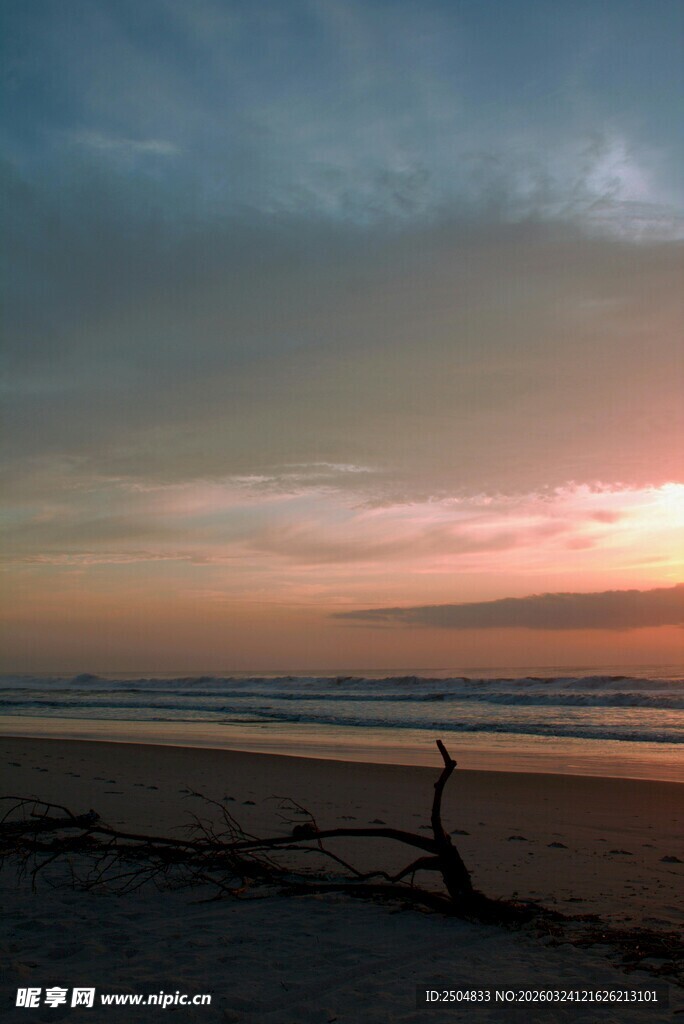 海边日落美景 枯木静立
