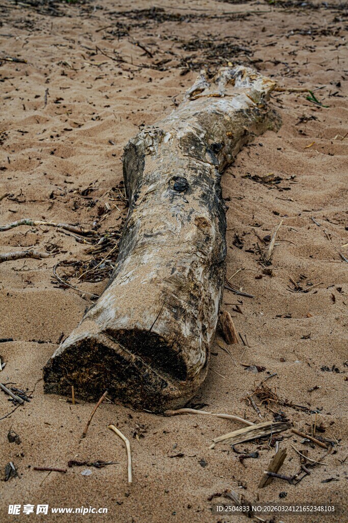 沙滩上的枯木