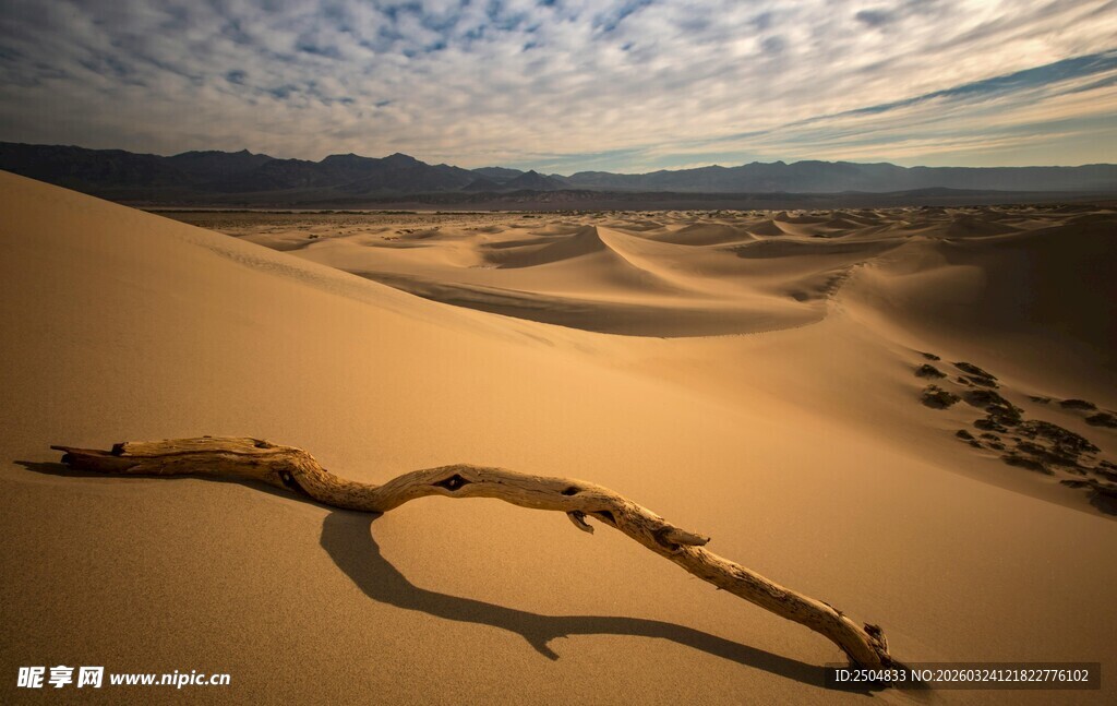  漠孤枝 尽显旷野之美