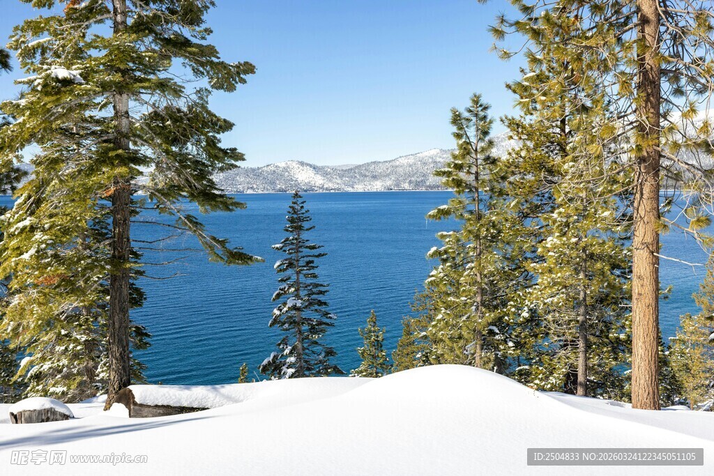 冬日雪覆湖畔松林美景