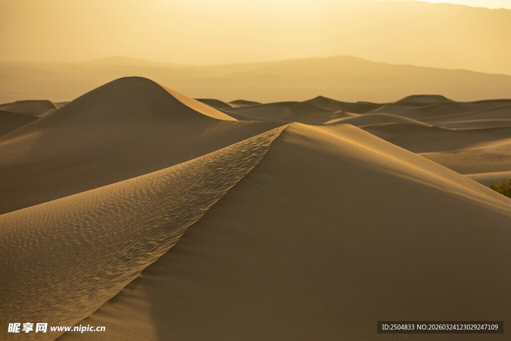 金色 漠壮丽风光