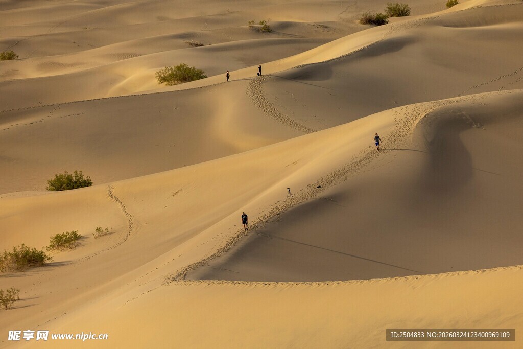  漠徒步者穿行金色沙丘