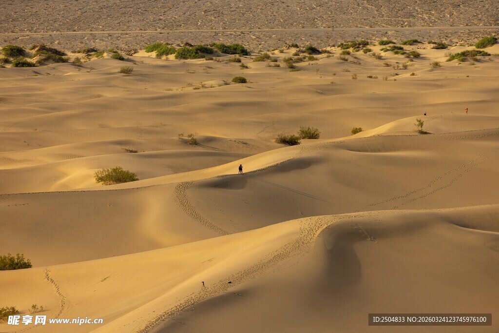 广袤 漠中的零星植被