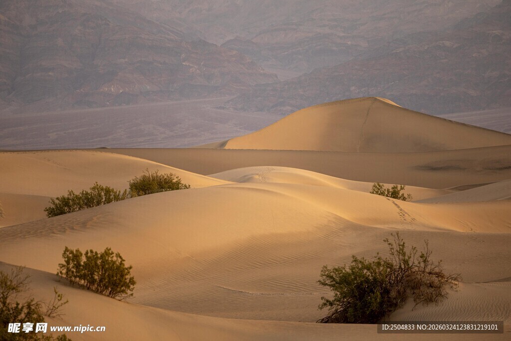  漠中的稀疏绿植景观