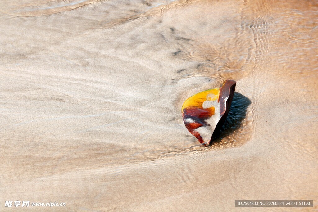 沙滩上的多彩贝壳