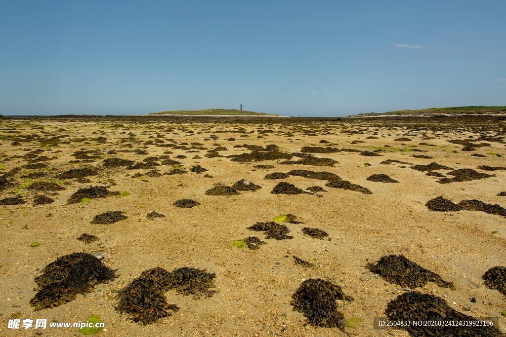  漠中的黑色植被景观