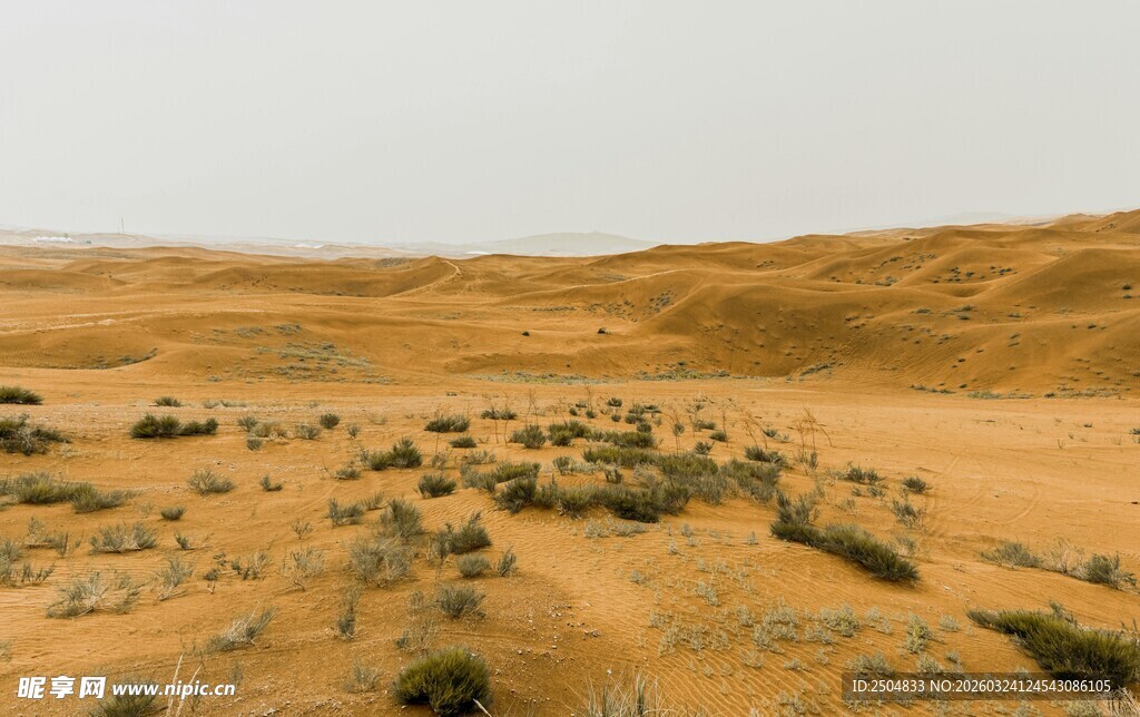 广袤 漠中的稀疏植被