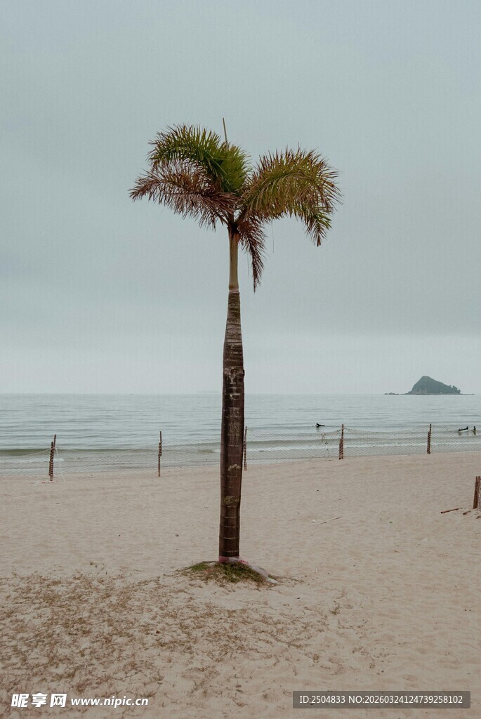 沙滩上的孤独棕榈树