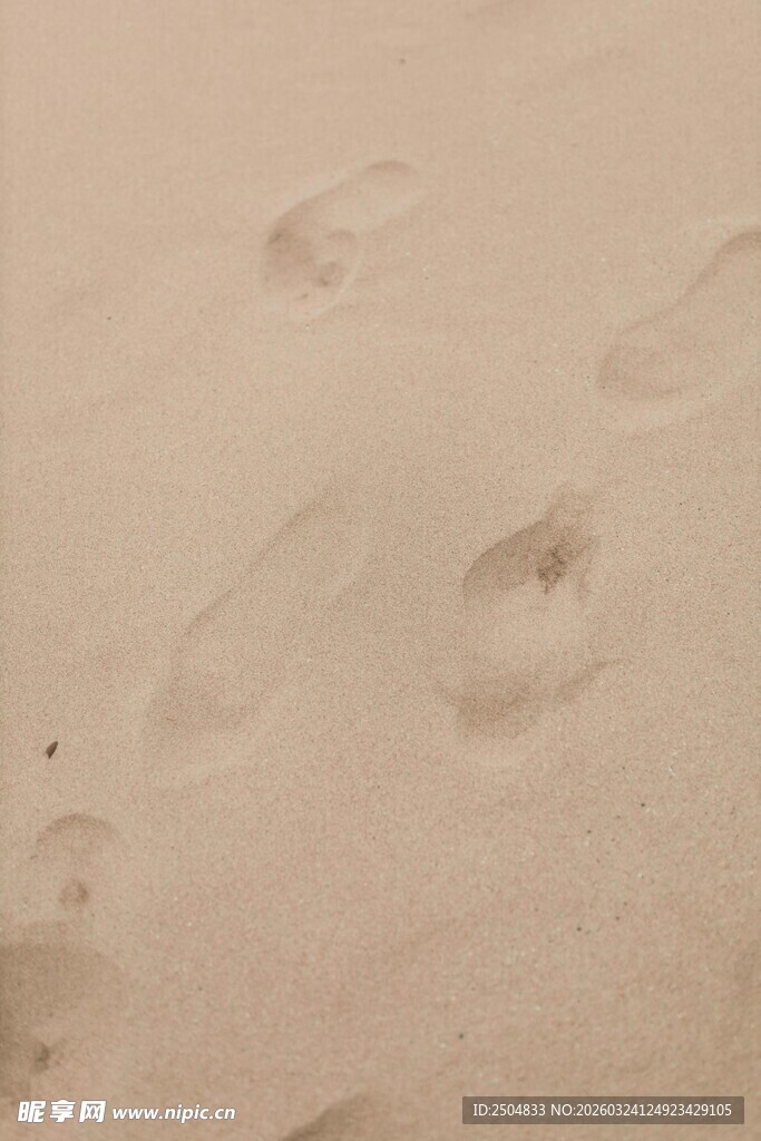 沙滩上的动物脚印痕迹