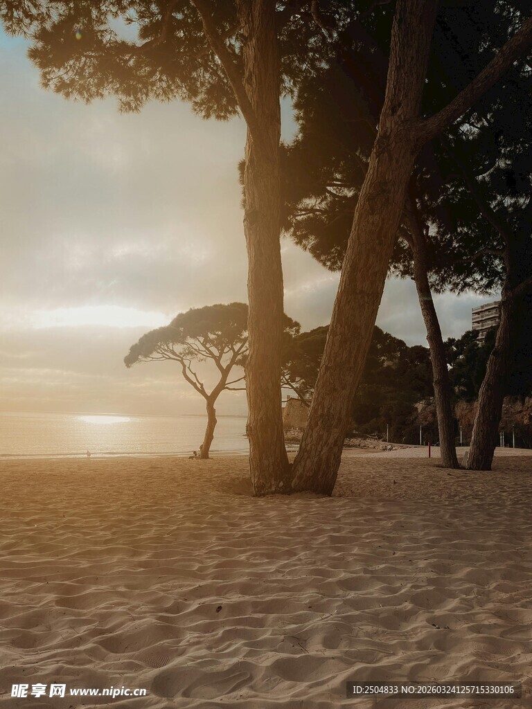 夕阳下的沙滩与树木