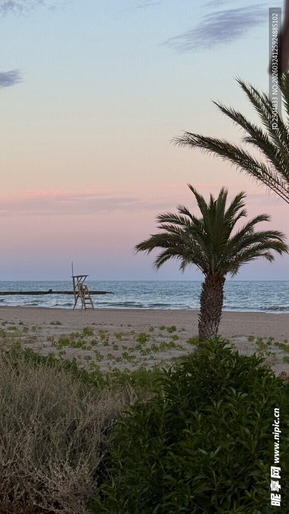 海边黄昏下的棕榈树与植被