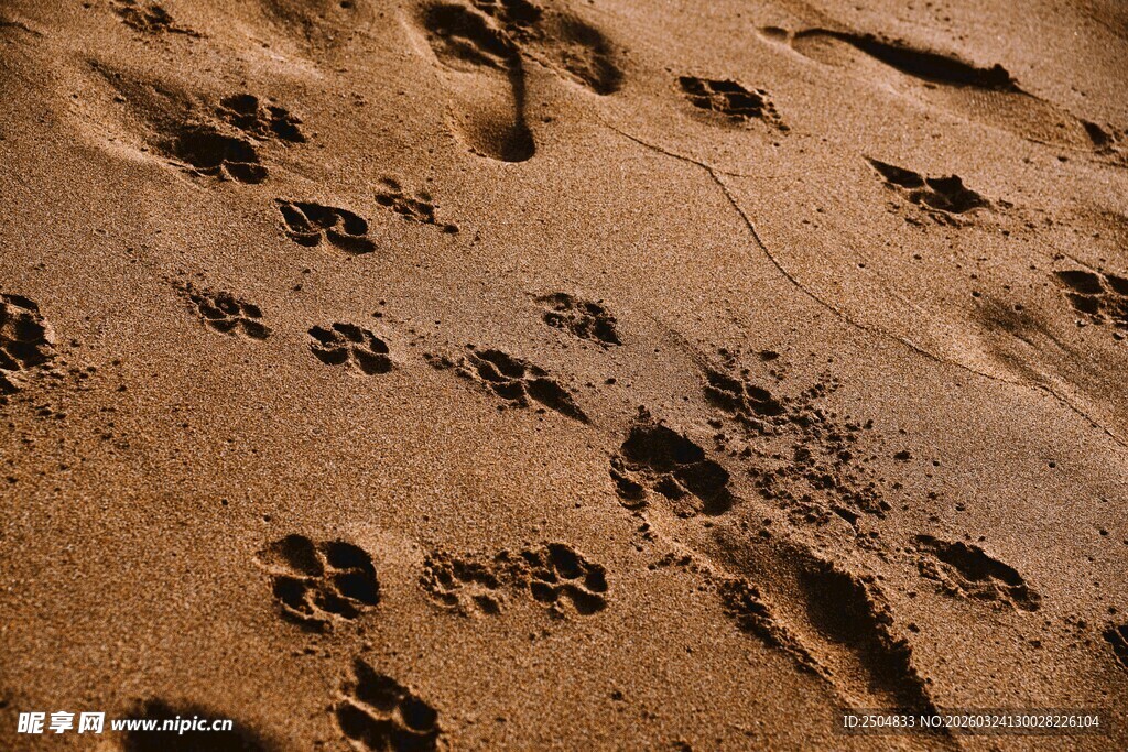沙滩上的动物脚印