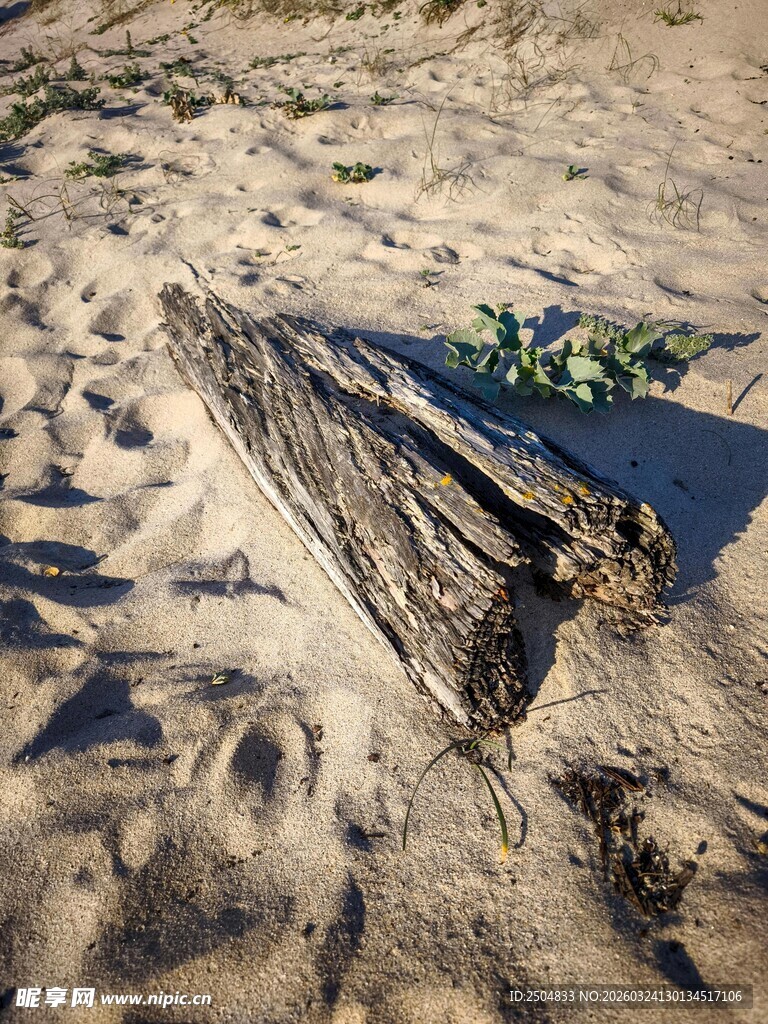 沙滩上的枯木