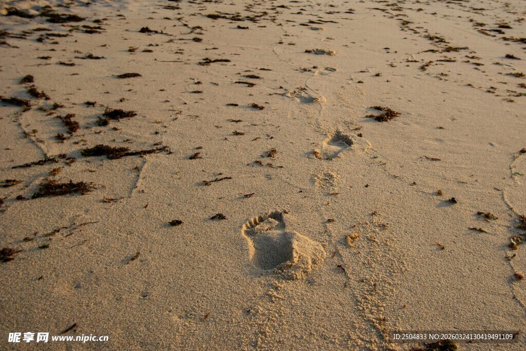 沙滩上的串串脚印