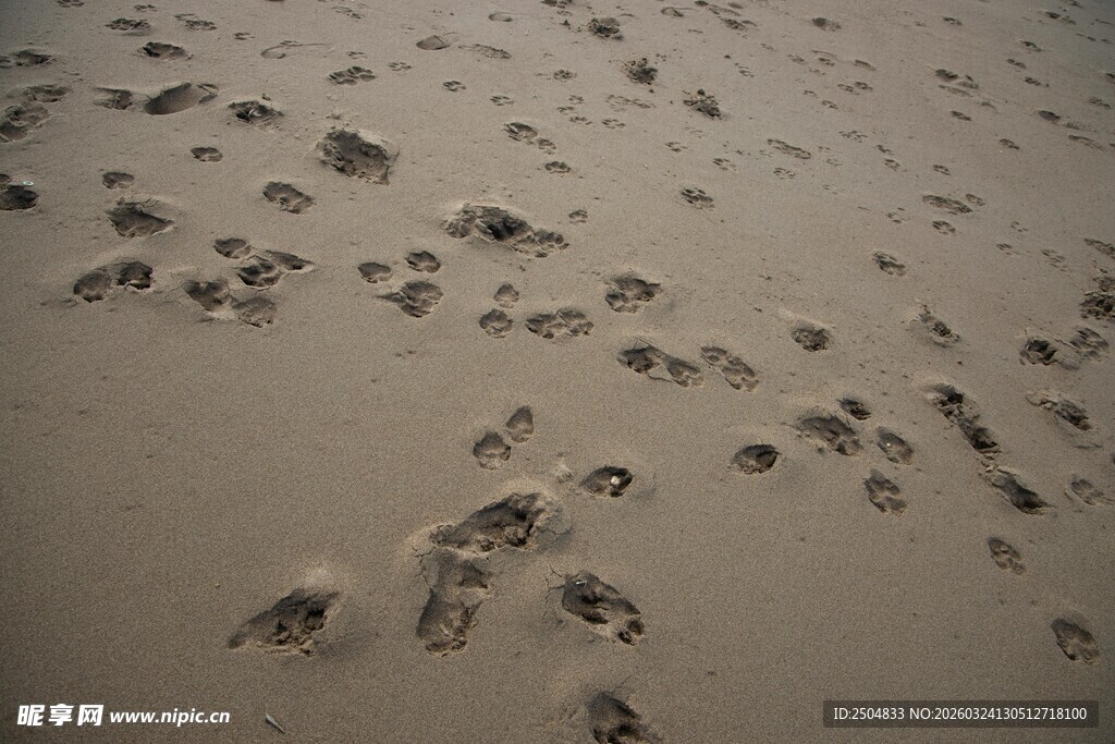 沙滩上的串串动物脚印