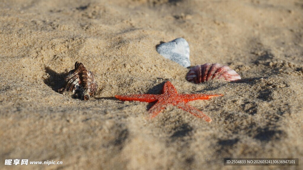 沙滩上的海星与贝壳
