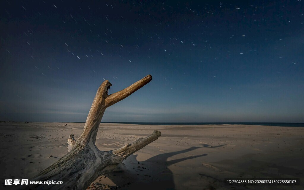 夜空下的 漠枯木
