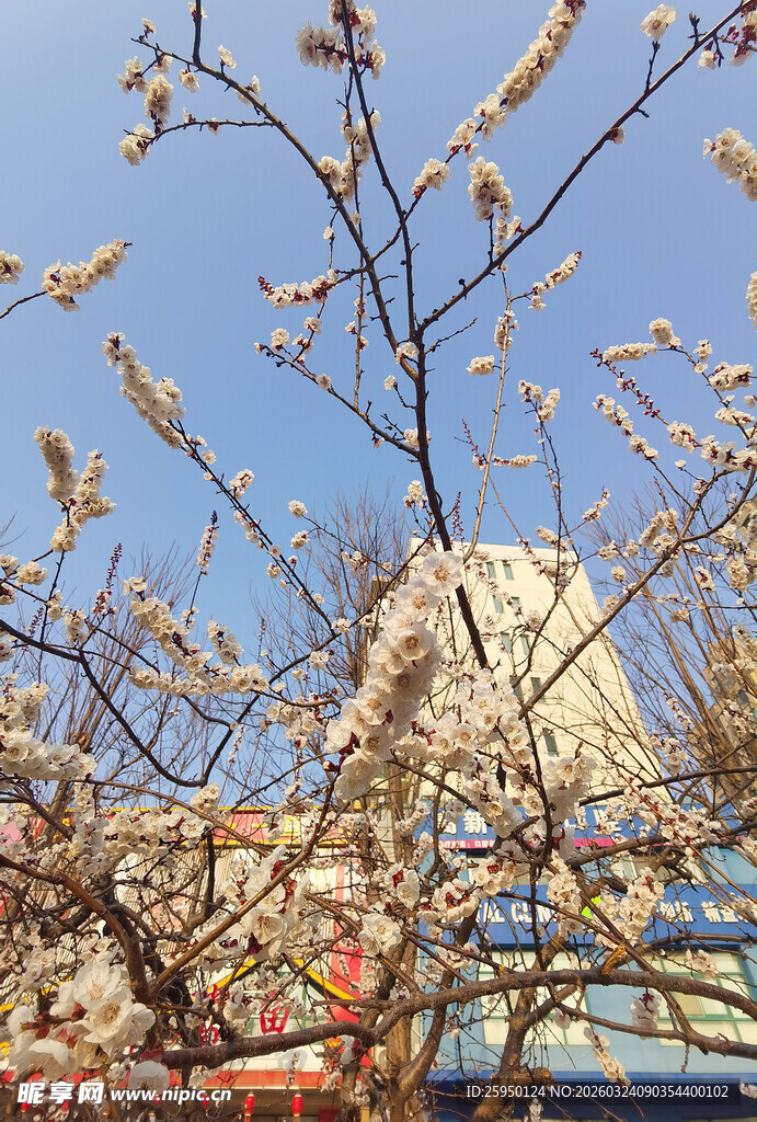 枝头繁花与背景建筑