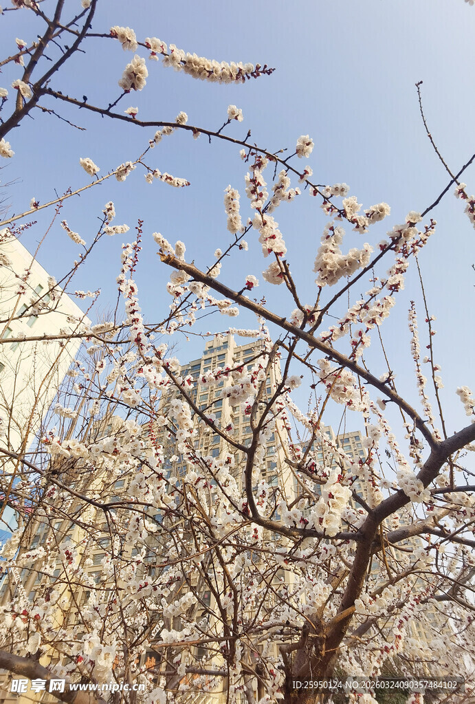春日繁花满枝的杏树