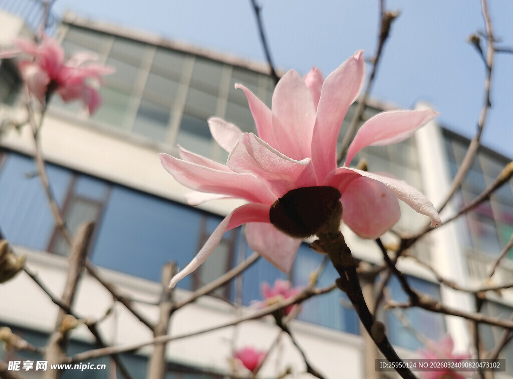 窗前绽放的娇艳玉兰花