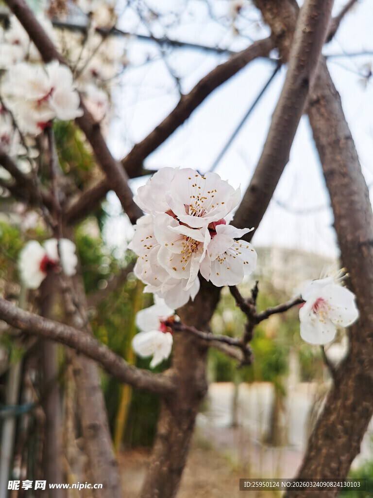 枝头绽放的洁白花朵