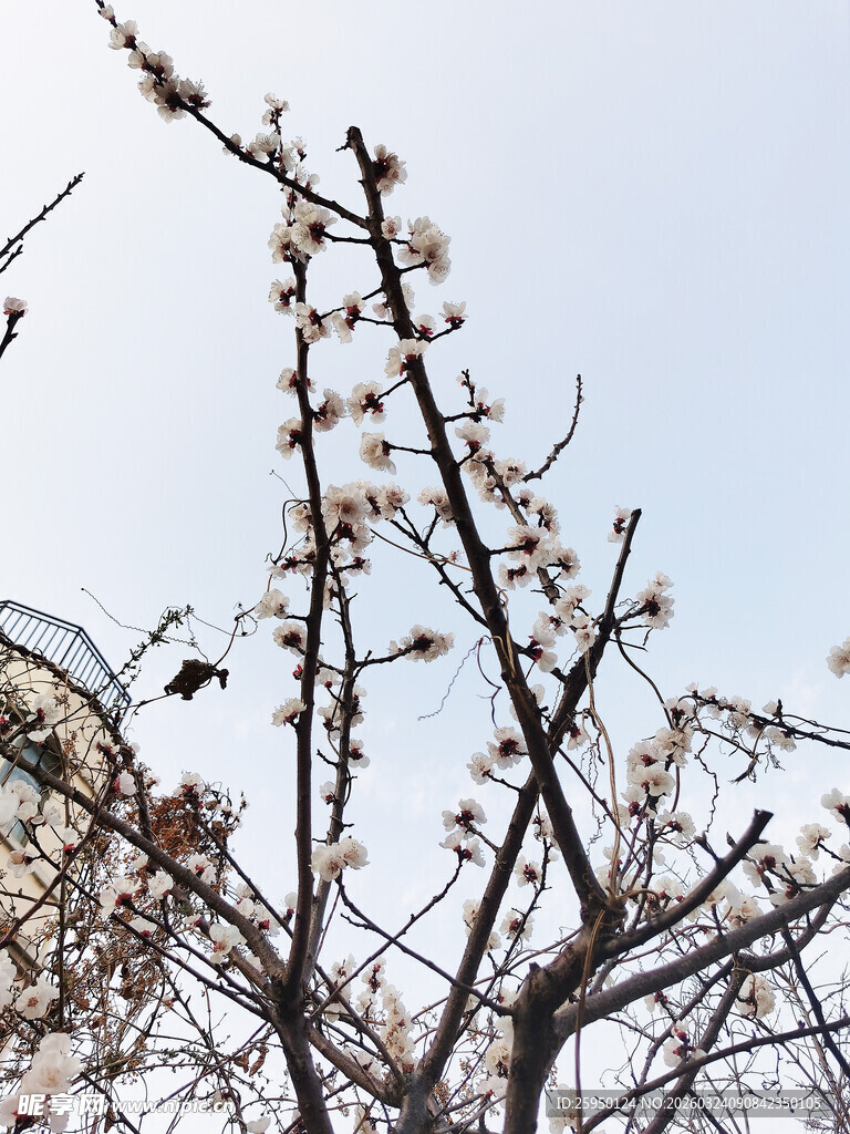 枝头绽新蕾的春日景象