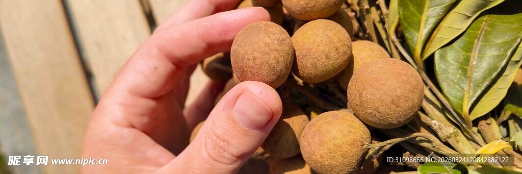 手捧新鲜龙眼果实