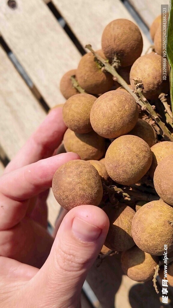 手捧新鲜饱满的龙眼