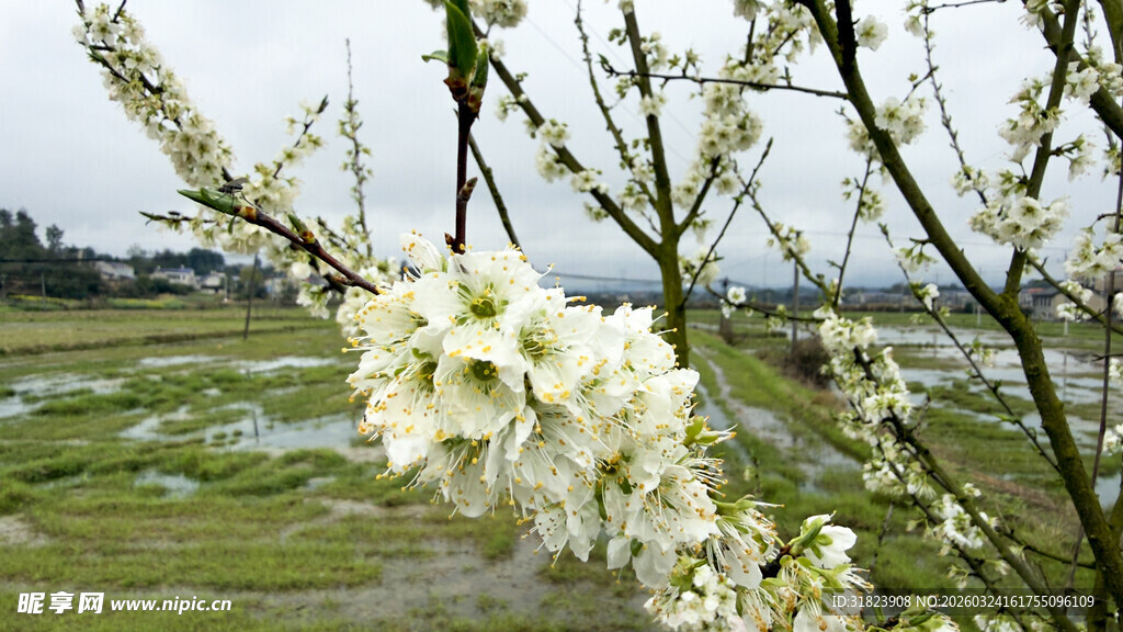 枝头绽放的白色花卉