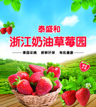 浙江奶油草莓园新鲜草莓