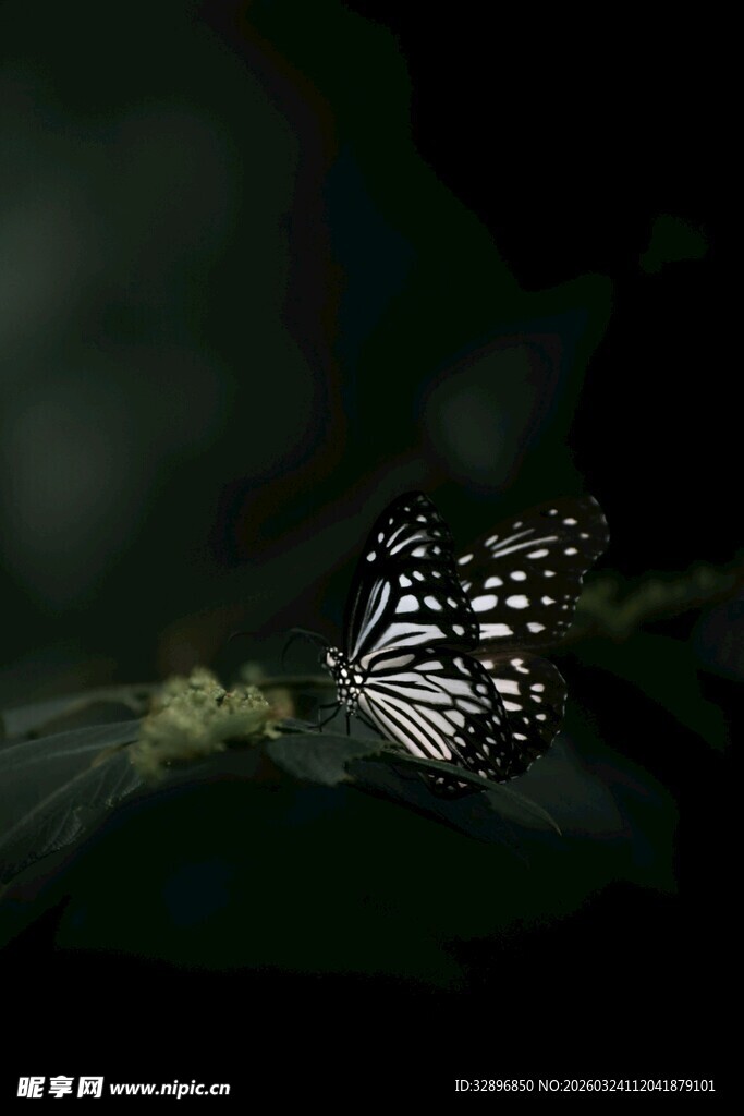 黑白蝴蝶栖息绿叶间