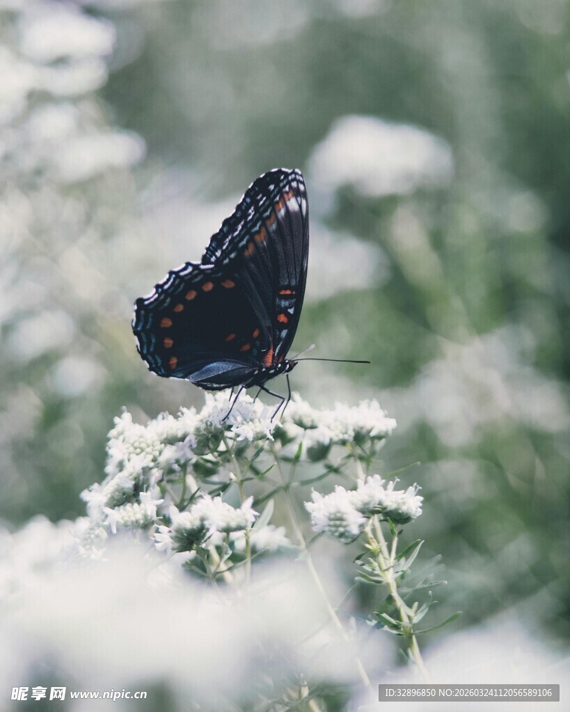 黑蝶停驻于白花之上
