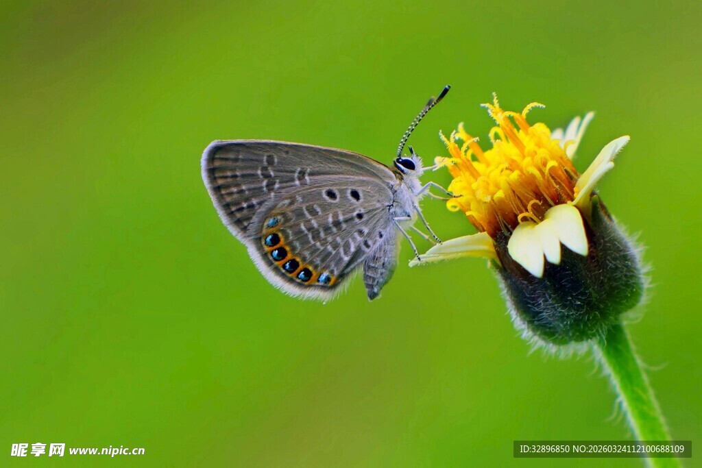 蓝蝶停驻于黄蕊小花