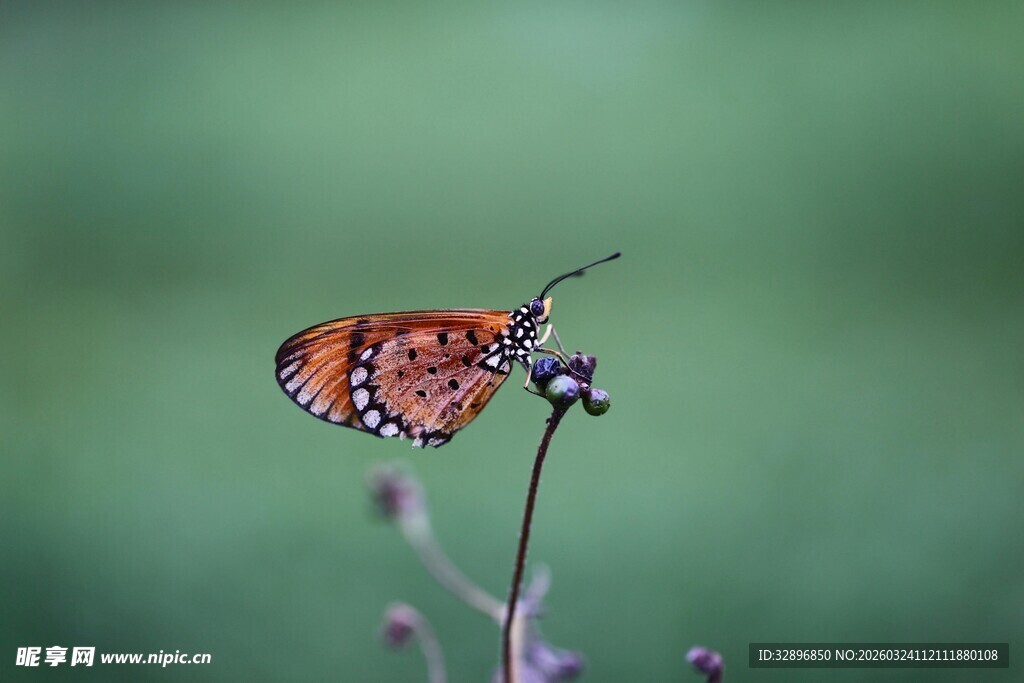 停驻花枝的斑斓蝴蝶