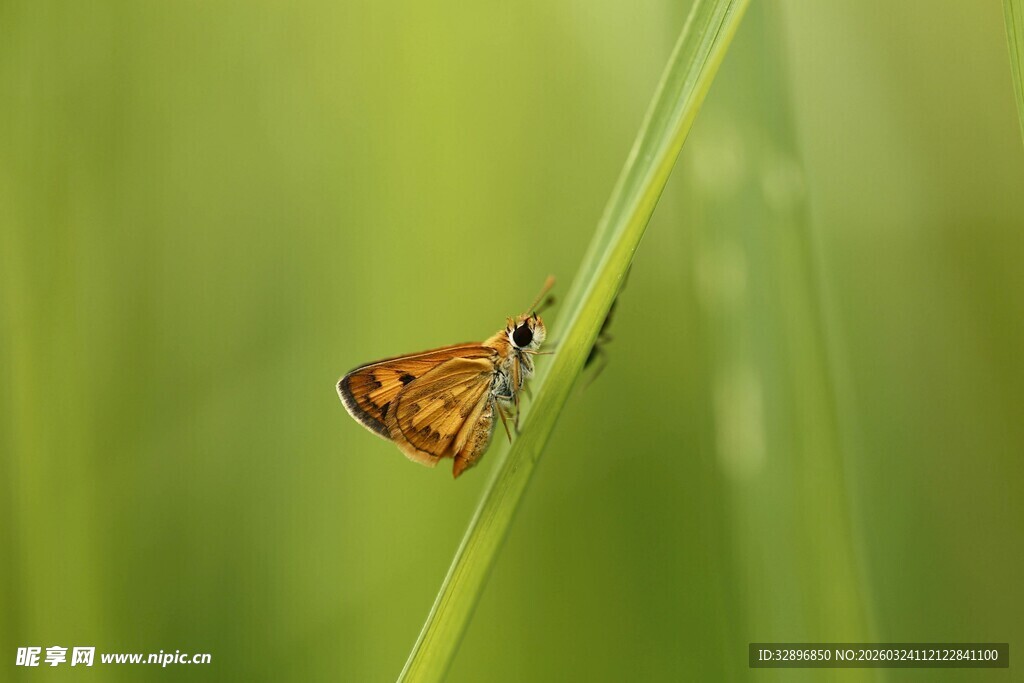 绿叶上的小蝴蝶