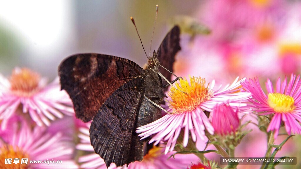 蝴蝶停驻缤纷花丛间