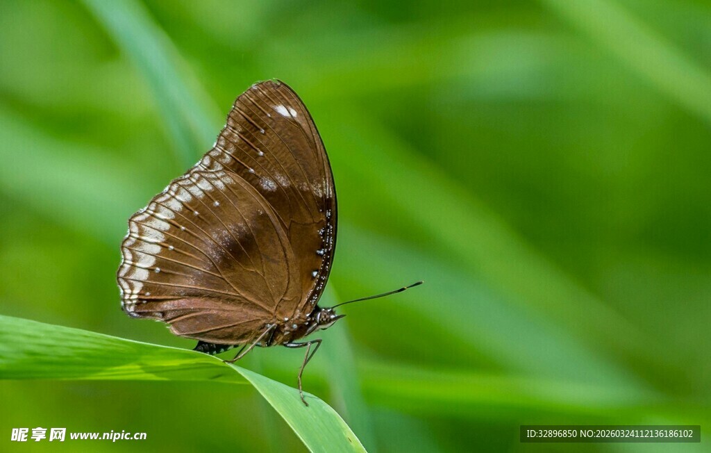 绿叶上的棕色蝴蝶