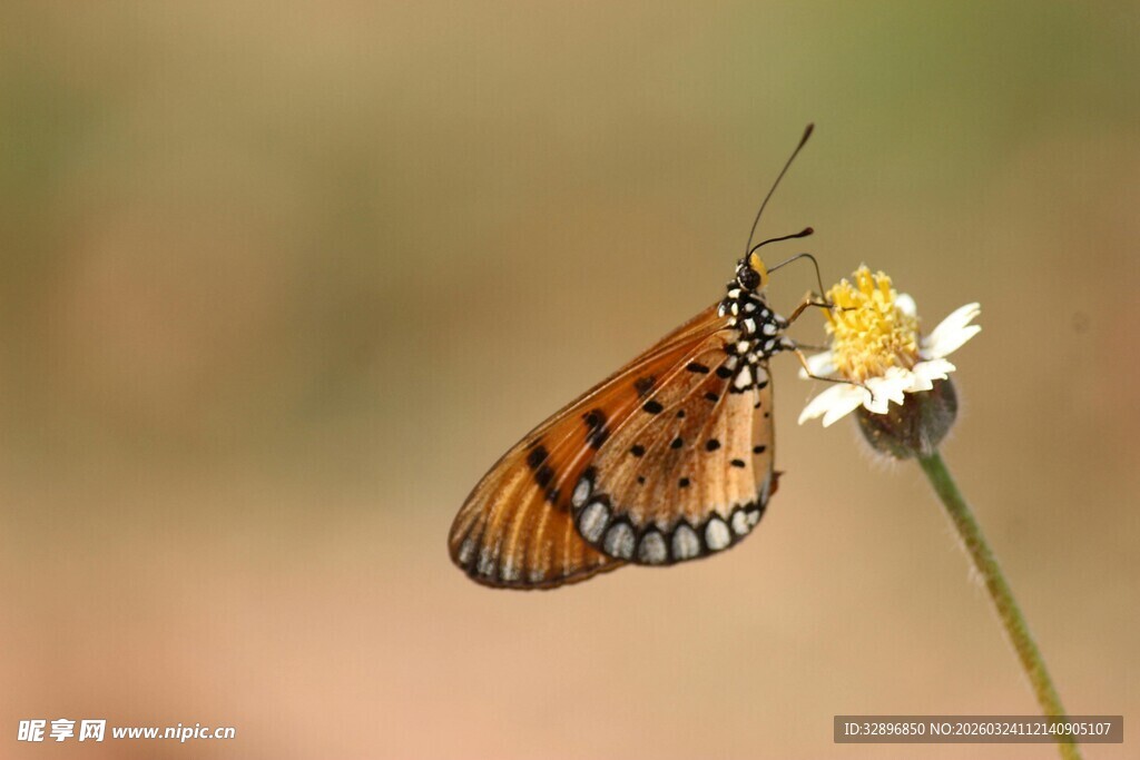 橙蝶停驻小白花
