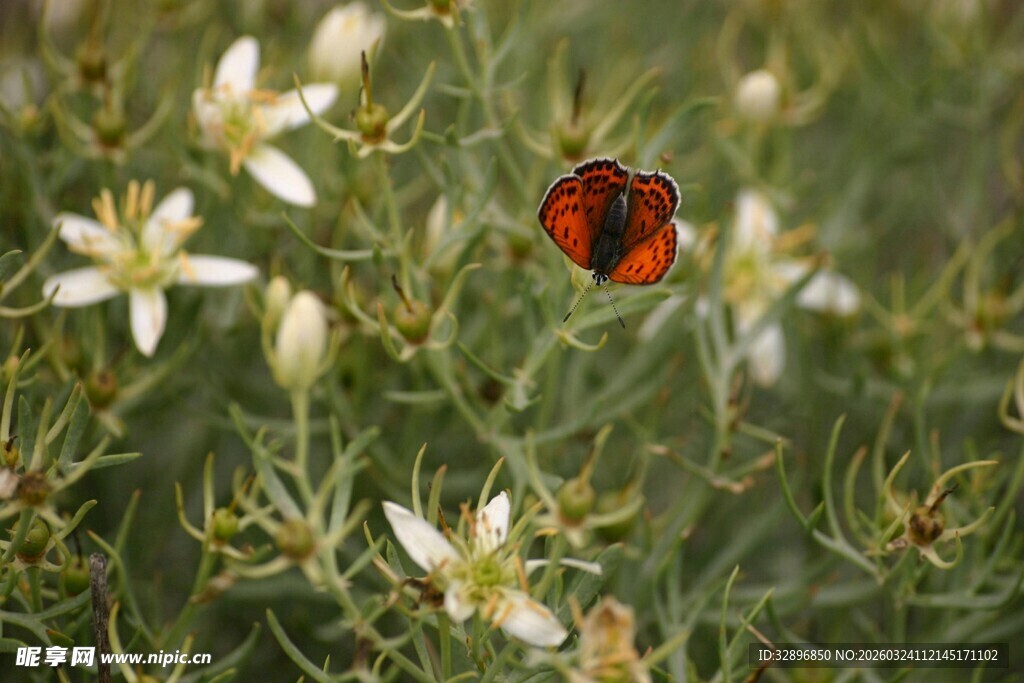 蝴蝶停驻于白色小花间