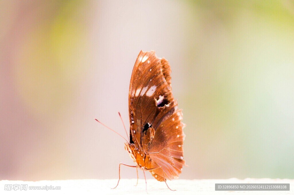 棕色蝴蝶特写