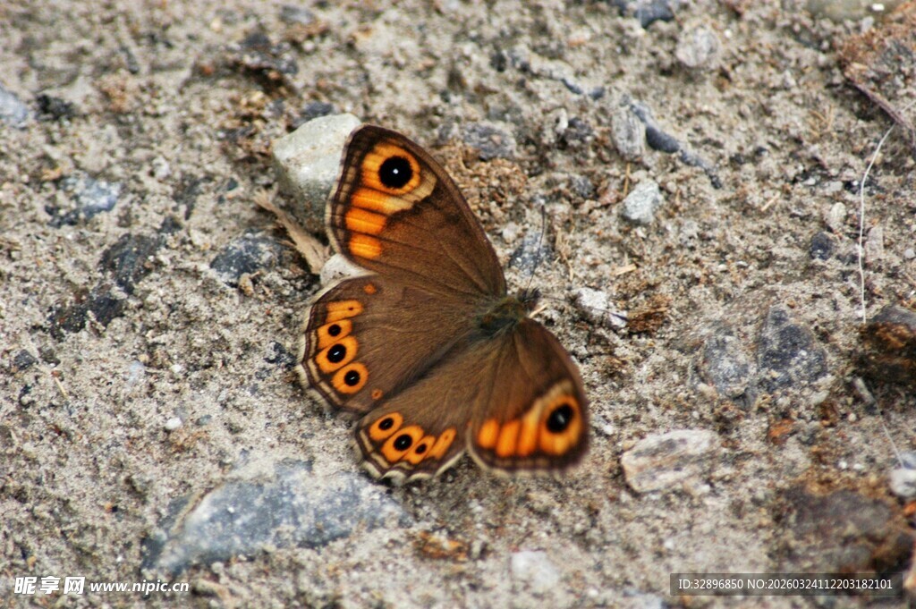 岩石上的斑斓蝴蝶