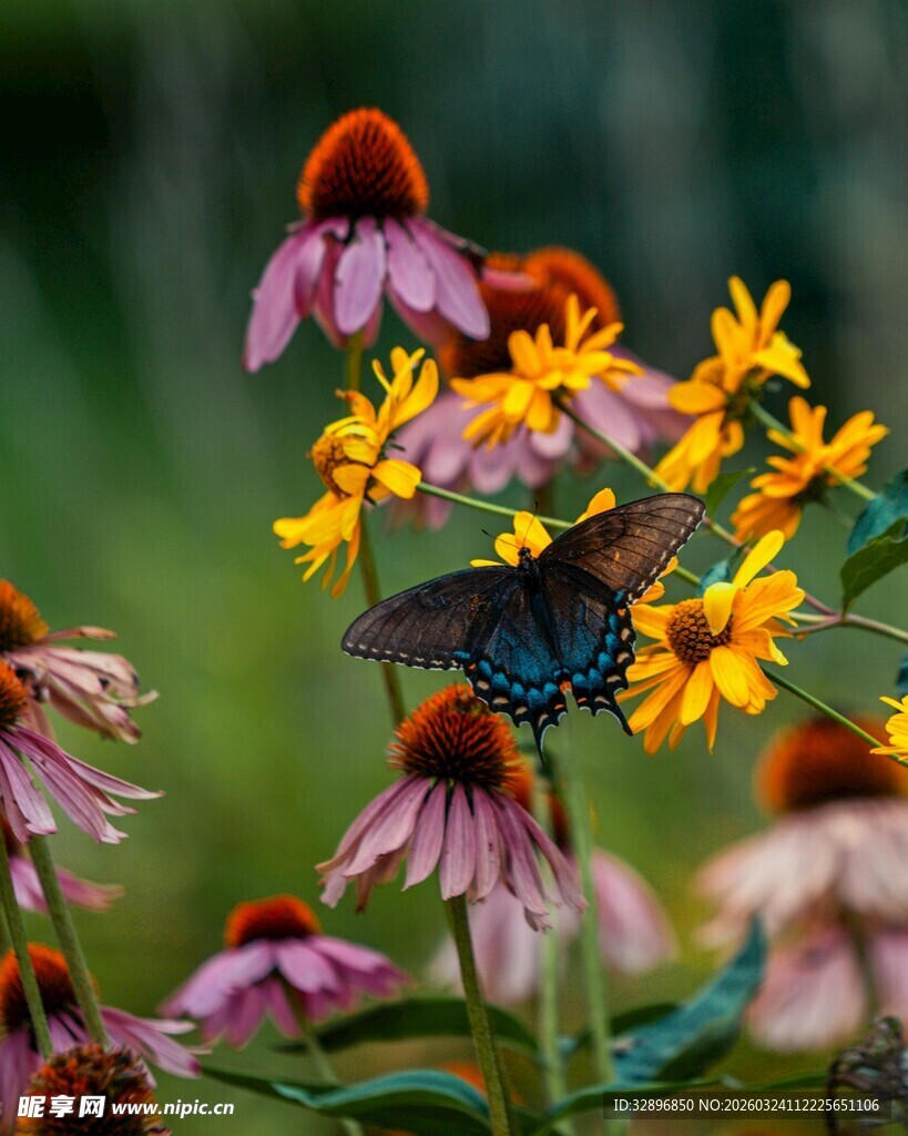 蝴蝶停驻在多彩花朵上