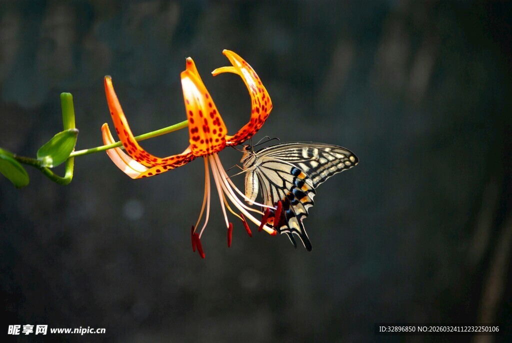 蝴蝶停驻于奇异花朵上