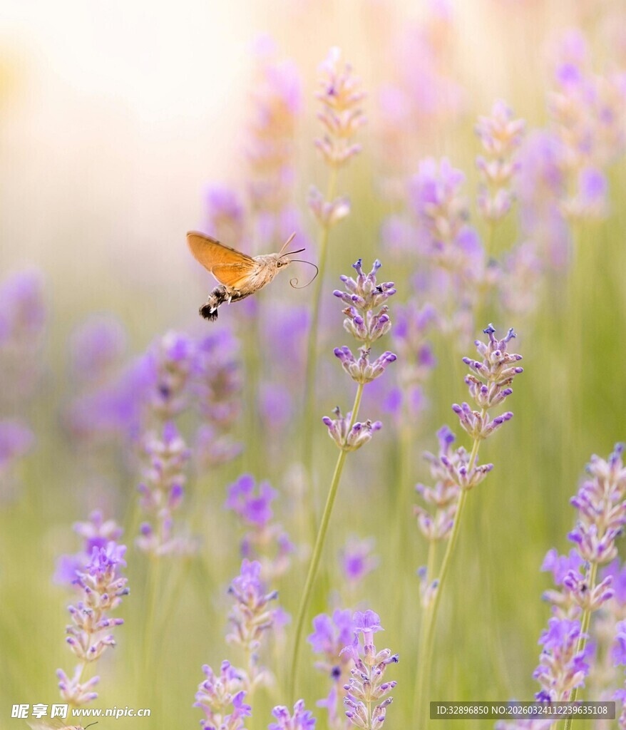 蝴蝶飞舞在紫色薰衣草间