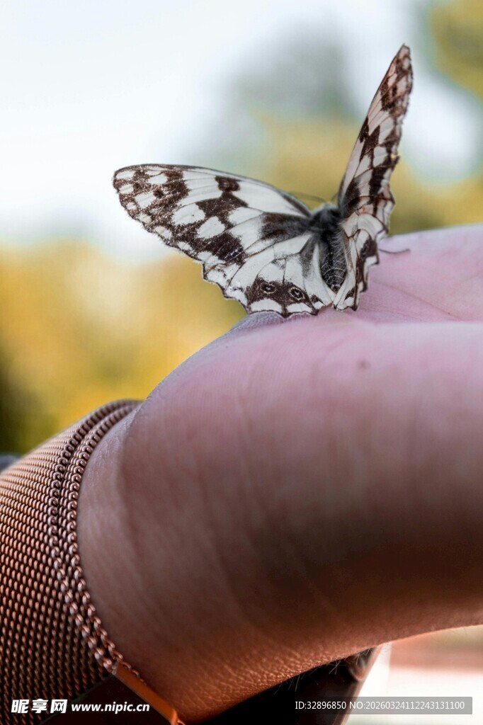 手掌上停歇的美丽蝴蝶