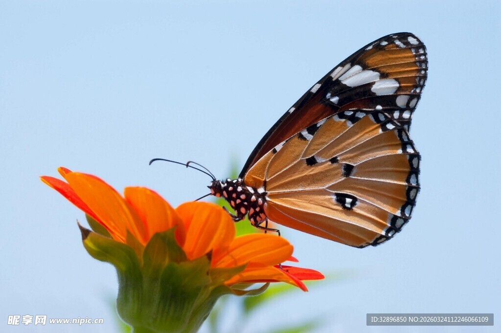 蝴蝶停驻于鲜艳橙花上