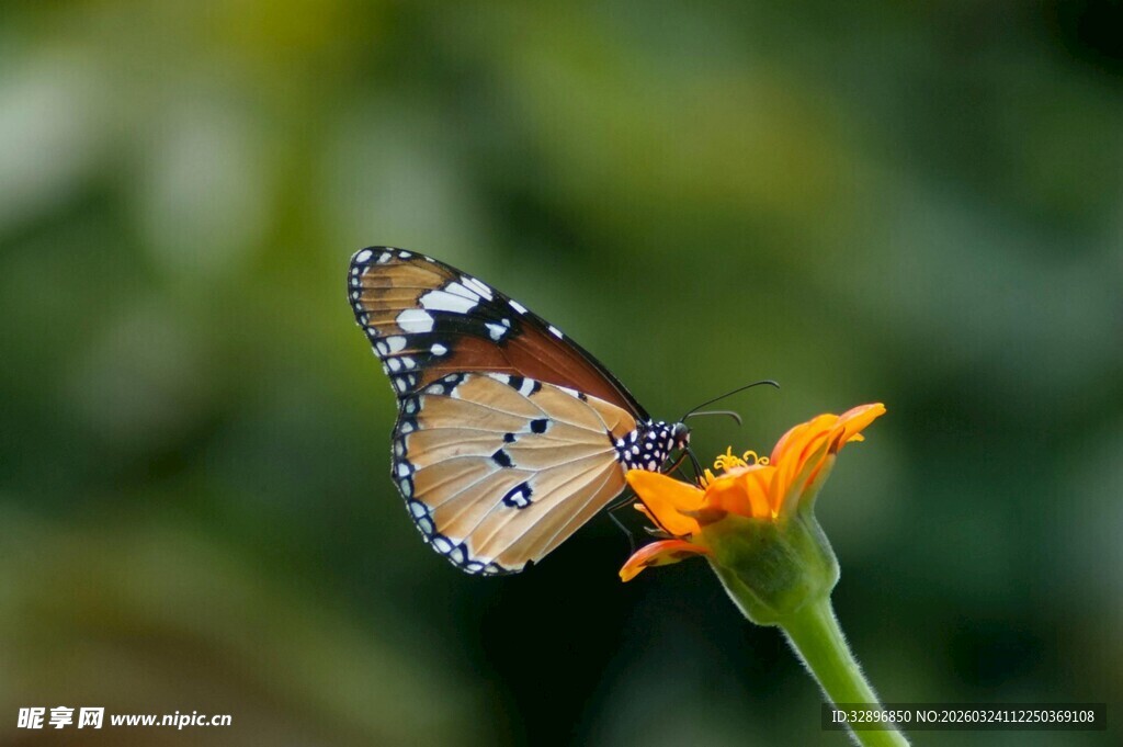 蝴蝶停驻于橙花之上