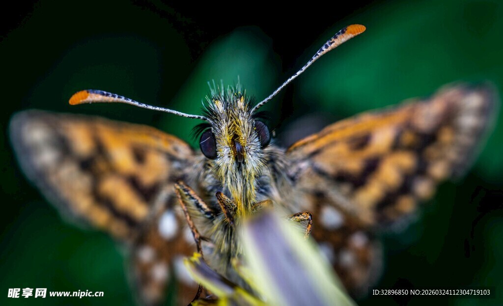 微距下的斑斓蝴蝶