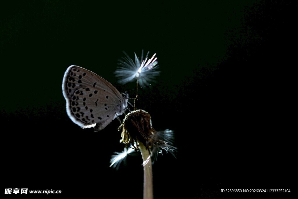 夜中蝴蝶栖于植物之上